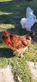 Galline ovaiola