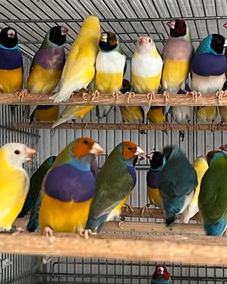 Diamanti di gould