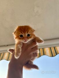 Gattino scottish fold