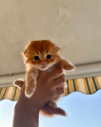 Gattino scottish fold