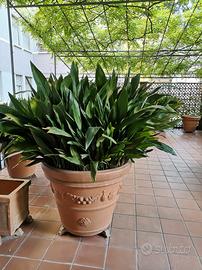 FOGLIE DI ASPIDISTRA