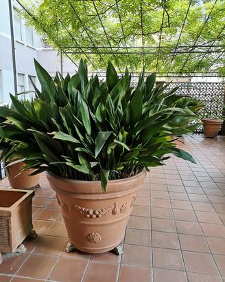 FOGLIE DI ASPIDISTRA