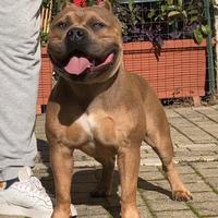 American Bully per Monta