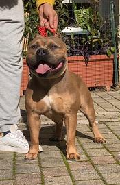 American Bully per Monta