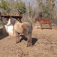 Aiuto gestione cavalli / lavoro da terra