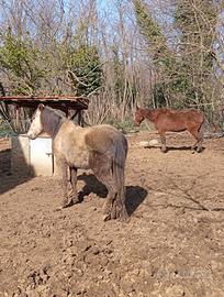 Aiuto gestione cavalli / lavoro da terra