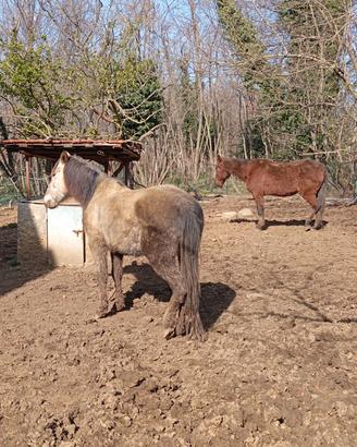 Aiuto gestione cavalli / lavoro da terra