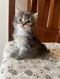 Gatti Siberiani