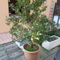 Pianta arancio di 7 anni