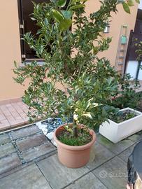 Pianta arancio di 7 anni