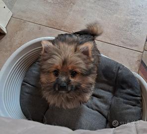 Spitz tedesco nano di Pomerania