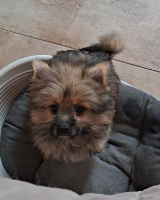 Spitz tedesco nano di Pomerania