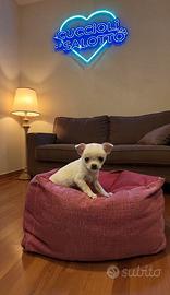 Cucciolo Chihuahua white gold