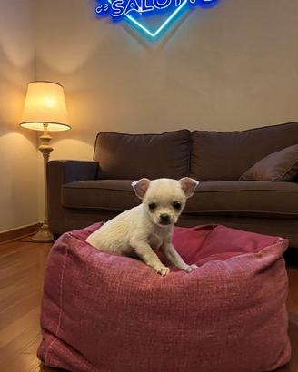 Cucciolo Chihuahua white gold