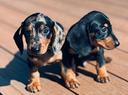 cuccioli-allevati-da-noi-bassotti-2-mesi-