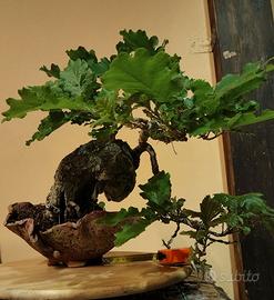 Bonsai quercia roverella