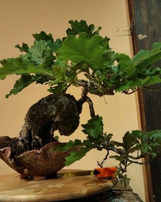 Bonsai quercia roverella