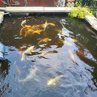 Carpe koi