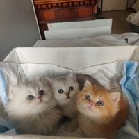 Cuccioli British shorthair e longhair