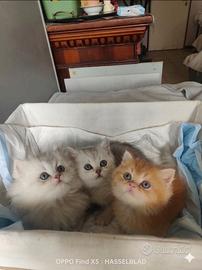 Cuccioli British shorthair e longhair