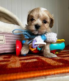 Maltipoo cuccioli