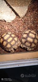Sulcata baby e terrario