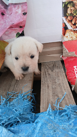 Cucciola dogo sardo con fonnese