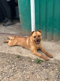 Cane meticcio taglia piccola in adozione
