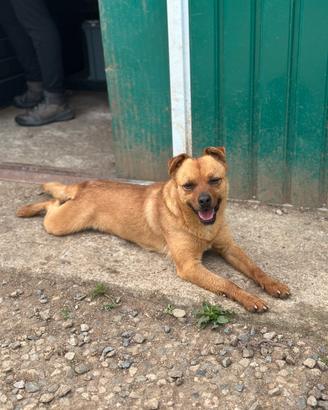 Cane meticcio taglia piccola in adozione