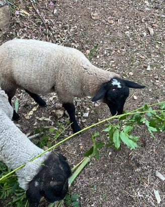 Pecore suffolk