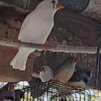 Diamantini mandarini