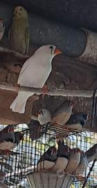 Diamantini mandarini