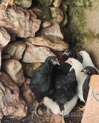 Galline ovaiole