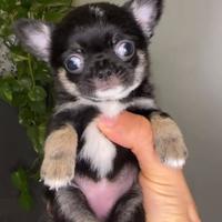 Cucciola di chihuahua