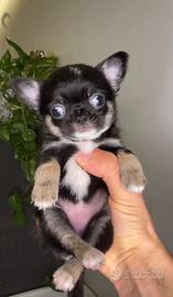 Cucciola di chihuahua