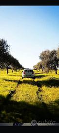 Terreno con uliveto edificabile