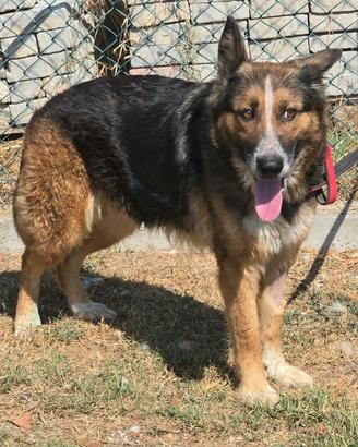 Ofelia 4 anni mix pastore tedesco 