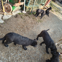 Cani taglia medio grande