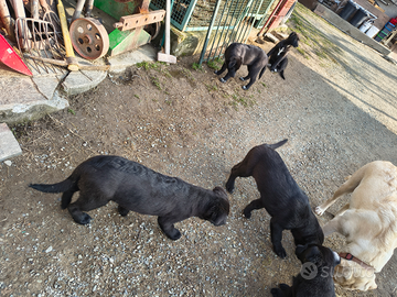 Cani taglia medio grande