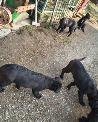 Cani taglia medio grande