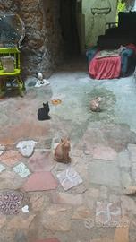 Adottate gattini