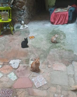 Adottate gattini