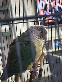 Conuro guance verdi