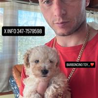 Barboncino Toy piccolissimo maschio champagne