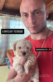 Barboncino Toy piccolissimo maschio champagne