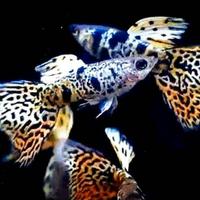 Guppy 