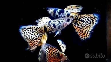 Guppy 