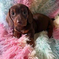 Bassotto cioccolato nano