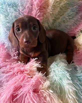 Bassotto cioccolato nano