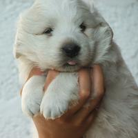 Pastore maremmano cuccioli